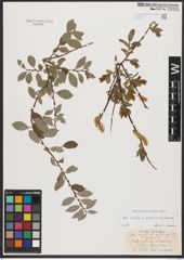 Salix aurita L. x Salix repens L. x Salix starkeana Willd.